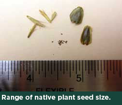 Range of native plant seed size.
